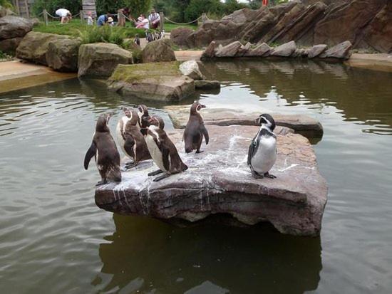 Character 3 Bed Peak District Near Alton Towers, Polar Bears, Chatsworth House * Чедл
