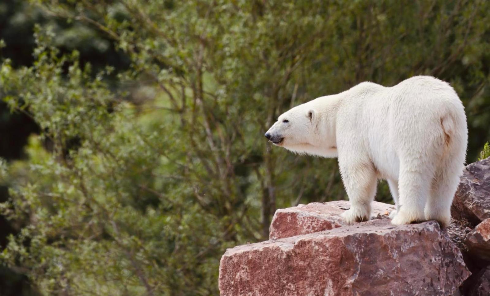 Character 3 Bed Peak District Near Alton Towers, Polar Bears, Chatsworth House Holiday home